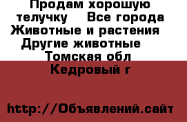 Продам хорошую телучку. - Все города Животные и растения » Другие животные   . Томская обл.,Кедровый г.